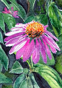 "Cone Flower by Beverly Larson, Fitchburg WI - Watercolor, SOLD